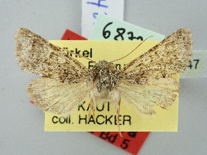  (Hadena perpetua - BGE_ZSM_LEP_2747)  @11 [ ] by-nc-sa (2025) SNSB, Staatliche Naturwissenschaftliche Sammlungen Bayerns ZSM (SNSB, Zoologische Staatssammlung Muenchen)