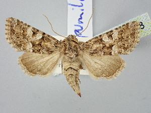  ( - BGE_ZSM_LEP_2748)  @11 [ ] by-nc-sa (2025) SNSB, Staatliche Naturwissenschaftliche Sammlungen Bayerns ZSM (SNSB, Zoologische Staatssammlung Muenchen)