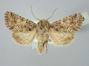  ( - BGE_ZSM_LEP_2749)  @11 [ ] by-nc-sa (2025) SNSB, Staatliche Naturwissenschaftliche Sammlungen Bayerns ZSM (SNSB, Zoologische Staatssammlung Muenchen)