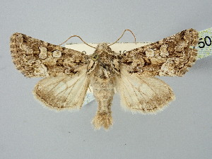  ( - BGE_ZSM_LEP_2750)  @11 [ ] by-nc-sa (2025) SNSB, Staatliche Naturwissenschaftliche Sammlungen Bayerns ZSM (SNSB, Zoologische Staatssammlung Muenchen)