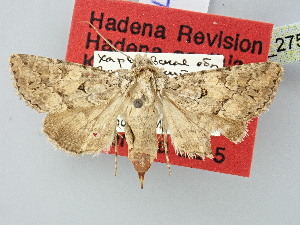  (Hadena scythia - BGE_ZSM_LEP_2751)  @11 [ ] by-nc-sa (2025) SNSB, Staatliche Naturwissenschaftliche Sammlungen Bayerns ZSM (SNSB, Zoologische Staatssammlung Muenchen)