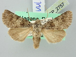  ( - BGE_ZSM_LEP_2757)  @11 [ ] by-nc-sa (2025) SNSB, Staatliche Naturwissenschaftliche Sammlungen Bayerns ZSM (SNSB, Zoologische Staatssammlung Muenchen)