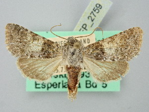  ( - BGE_ZSM_LEP_2759)  @11 [ ] by-nc-sa (2025) SNSB, Staatliche Naturwissenschaftliche Sammlungen Bayerns ZSM (SNSB, Zoologische Staatssammlung Muenchen)