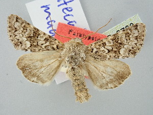  (Hecatera maderae - BGE_ZSM_LEP_2760)  @11 [ ] by-nc-sa (2025) SNSB, Staatliche Naturwissenschaftliche Sammlungen Bayerns ZSM (SNSB, Zoologische Staatssammlung Muenchen)