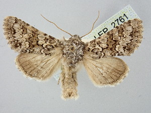  ( - BGE_ZSM_LEP_2761)  @11 [ ] by-nc-sa (2025) SNSB, Staatliche Naturwissenschaftliche Sammlungen Bayerns ZSM (SNSB, Zoologische Staatssammlung Muenchen)