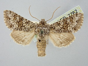  ( - BGE_ZSM_LEP_2762)  @11 [ ] by-nc-sa (2025) SNSB, Staatliche Naturwissenschaftliche Sammlungen Bayerns ZSM (SNSB, Zoologische Staatssammlung Muenchen)