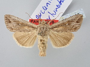 ( - BGE_ZSM_LEP_2766)  @11 [ ] by-nc-sa (2025) SNSB, Staatliche Naturwissenschaftliche Sammlungen Bayerns ZSM (SNSB, Zoologische Staatssammlung Muenchen)