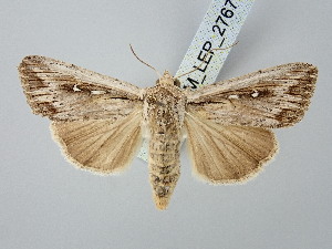  ( - BGE_ZSM_LEP_2767)  @11 [ ] by-nc-sa (2025) SNSB, Staatliche Naturwissenschaftliche Sammlungen Bayerns ZSM (SNSB, Zoologische Staatssammlung Muenchen)