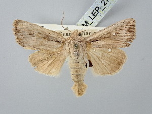  ( - BGE_ZSM_LEP_2768)  @11 [ ] by-nc-sa (2025) SNSB, Staatliche Naturwissenschaftliche Sammlungen Bayerns ZSM (SNSB, Zoologische Staatssammlung Muenchen)