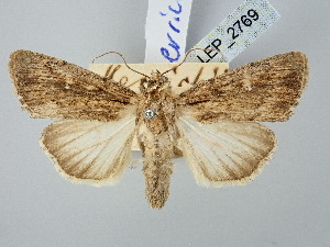  (Leucania herrichii - BGE_ZSM_LEP_2769)  @11 [ ] by-nc-sa (2025) SNSB, Staatliche Naturwissenschaftliche Sammlungen Bayerns ZSM (SNSB, Zoologische Staatssammlung Muenchen)