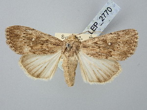  ( - BGE_ZSM_LEP_2770)  @11 [ ] by-nc-sa (2025) SNSB, Staatliche Naturwissenschaftliche Sammlungen Bayerns ZSM (SNSB, Zoologische Staatssammlung Muenchen)