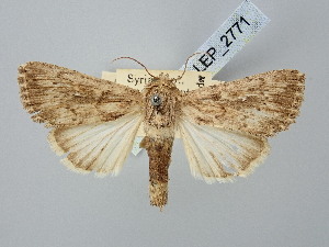  ( - BGE_ZSM_LEP_2771)  @11 [ ] by-nc-sa (2025) SNSB, Staatliche Naturwissenschaftliche Sammlungen Bayerns ZSM (SNSB, Zoologische Staatssammlung Muenchen)