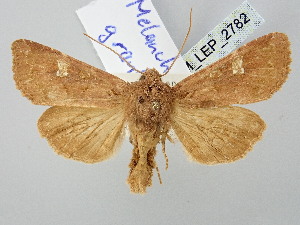  (Melanchra granti - BGE_ZSM_LEP_2782)  @11 [ ] by-nc-sa (2025) SNSB, Staatliche Naturwissenschaftliche Sammlungen Bayerns ZSM (SNSB, Zoologische Staatssammlung Muenchen)