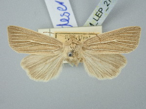  ( - BGE_ZSM_LEP_2793)  @11 [ ] by-nc-sa (2025) SNSB, Staatliche Naturwissenschaftliche Sammlungen Bayerns ZSM (SNSB, Zoologische Staatssammlung Muenchen)