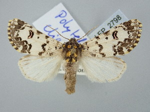  ( - BGE_ZSM_LEP_2798)  @11 [ ] by-nc-sa (2025) SNSB, Staatliche Naturwissenschaftliche Sammlungen Bayerns ZSM (SNSB, Zoologische Staatssammlung Muenchen)