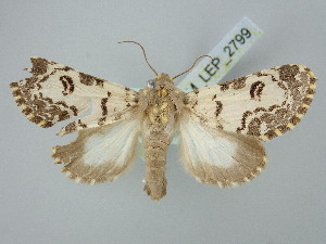  ( - BGE_ZSM_LEP_2799)  @11 [ ] by-nc-sa (2025) SNSB, Staatliche Naturwissenschaftliche Sammlungen Bayerns ZSM (SNSB, Zoologische Staatssammlung Muenchen)