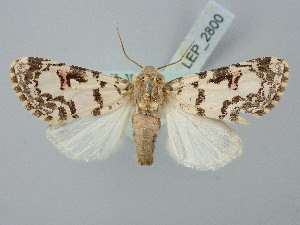  ( - BGE_ZSM_LEP_2800)  @11 [ ] by-nc-sa (2025) SNSB, Staatliche Naturwissenschaftliche Sammlungen Bayerns ZSM (SNSB, Zoologische Staatssammlung Muenchen)