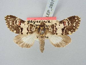  ( - BGE_ZSM_LEP_2801)  @11 [ ] by-nc-sa (2025) SNSB, Staatliche Naturwissenschaftliche Sammlungen Bayerns ZSM (SNSB, Zoologische Staatssammlung Muenchen)