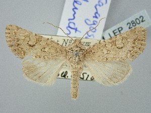  (Saragossa demotica - BGE_ZSM_LEP_2802)  @11 [ ] by-nc-sa (2025) SNSB, Staatliche Naturwissenschaftliche Sammlungen Bayerns ZSM (SNSB, Zoologische Staatssammlung Muenchen)