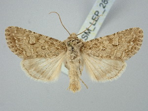  ( - BGE_ZSM_LEP_2803)  @11 [ ] by-nc-sa (2025) SNSB, Staatliche Naturwissenschaftliche Sammlungen Bayerns ZSM (SNSB, Zoologische Staatssammlung Muenchen)