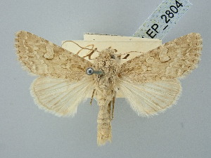  ( - BGE_ZSM_LEP_2804)  @11 [ ] by-nc-sa (2025) SNSB, Staatliche Naturwissenschaftliche Sammlungen Bayerns ZSM (SNSB, Zoologische Staatssammlung Muenchen)