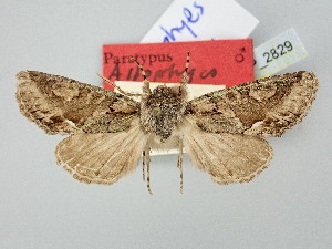  ( - BGE_ZSM_LEP_2829)  @11 [ ] by-nc-sa (2025) SNSB, Staatliche Naturwissenschaftliche Sammlungen Bayerns ZSM (SNSB, Zoologische Staatssammlung Muenchen)