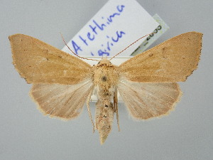  ( - BGE_ZSM_LEP_2833)  @11 [ ] by-nc-sa (2025) SNSB, Staatliche Naturwissenschaftliche Sammlungen Bayerns ZSM (SNSB, Zoologische Staatssammlung Muenchen)