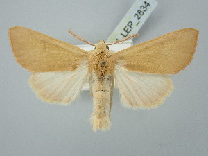  ( - BGE_ZSM_LEP_2834)  @11 [ ] by-nc-sa (2025) SNSB, Staatliche Naturwissenschaftliche Sammlungen Bayerns ZSM (SNSB, Zoologische Staatssammlung Muenchen)