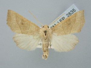  ( - BGE_ZSM_LEP_2835)  @11 [ ] by-nc-sa (2025) SNSB, Staatliche Naturwissenschaftliche Sammlungen Bayerns ZSM (SNSB, Zoologische Staatssammlung Muenchen)