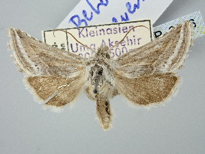  ( - BGE_ZSM_LEP_2836)  @11 [ ] by-nc-sa (2025) SNSB, Staatliche Naturwissenschaftliche Sammlungen Bayerns ZSM (SNSB, Zoologische Staatssammlung Muenchen)
