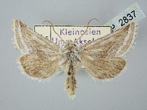  ( - BGE_ZSM_LEP_2837)  @11 [ ] by-nc-sa (2025) SNSB, Staatliche Naturwissenschaftliche Sammlungen Bayerns ZSM (SNSB, Zoologische Staatssammlung Muenchen)