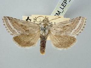  ( - BGE_ZSM_LEP_2838)  @11 [ ] by-nc-sa (2025) SNSB, Staatliche Naturwissenschaftliche Sammlungen Bayerns ZSM (SNSB, Zoologische Staatssammlung Muenchen)
