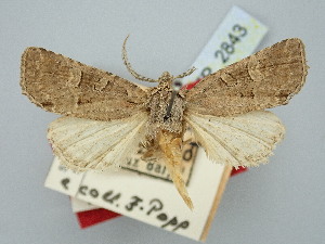  ( - BGE_ZSM_LEP_2843)  @11 [ ] by-nc-sa (2025) SNSB, Staatliche Naturwissenschaftliche Sammlungen Bayerns ZSM (SNSB, Zoologische Staatssammlung Muenchen)