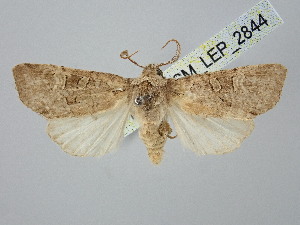  ( - BGE_ZSM_LEP_2844)  @11 [ ] by-nc-sa (2025) SNSB, Staatliche Naturwissenschaftliche Sammlungen Bayerns ZSM (SNSB, Zoologische Staatssammlung Muenchen)