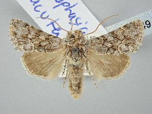  (Calophasia acuta - BGE_ZSM_LEP_2849)  @11 [ ] by-nc-sa (2025) SNSB, Staatliche Naturwissenschaftliche Sammlungen Bayerns ZSM (SNSB, Zoologische Staatssammlung Muenchen)