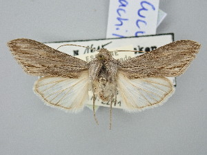  ( - BGE_ZSM_LEP_2860)  @11 [ ] by-nc-sa (2025) SNSB, Staatliche Naturwissenschaftliche Sammlungen Bayerns ZSM (SNSB, Zoologische Staatssammlung Muenchen)