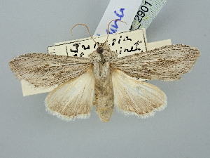  (Cucullia syrtana - BGE_ZSM_LEP_2901)  @11 [ ] by-nc-sa (2025) SNSB, Staatliche Naturwissenschaftliche Sammlungen Bayerns ZSM (SNSB, Zoologische Staatssammlung Muenchen)