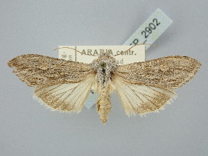  ( - BGE_ZSM_LEP_2902)  @11 [ ] by-nc-sa (2025) SNSB, Staatliche Naturwissenschaftliche Sammlungen Bayerns ZSM (SNSB, Zoologische Staatssammlung Muenchen)