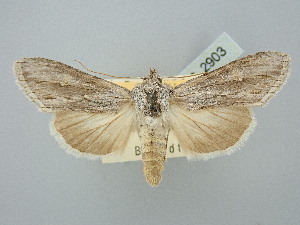 ( - BGE_ZSM_LEP_2903)  @11 [ ] by-nc-sa (2025) SNSB, Staatliche Naturwissenschaftliche Sammlungen Bayerns ZSM (SNSB, Zoologische Staatssammlung Muenchen)