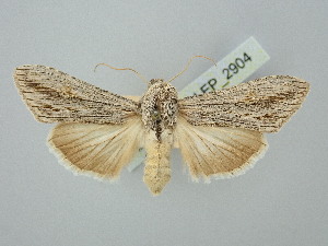  ( - BGE_ZSM_LEP_2904)  @11 [ ] by-nc-sa (2025) SNSB, Staatliche Naturwissenschaftliche Sammlungen Bayerns ZSM (SNSB, Zoologische Staatssammlung Muenchen)