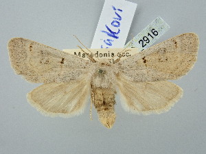  ( - BGE_ZSM_LEP_2916)  @11 [ ] by-nc-sa (2025) SNSB, Staatliche Naturwissenschaftliche Sammlungen Bayerns ZSM (SNSB, Zoologische Staatssammlung Muenchen)
