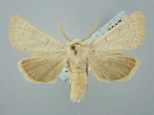  ( - BGE_ZSM_LEP_2917)  @11 [ ] by-nc-sa (2025) SNSB, Staatliche Naturwissenschaftliche Sammlungen Bayerns ZSM (SNSB, Zoologische Staatssammlung Muenchen)