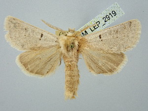  ( - BGE_ZSM_LEP_2919)  @11 [ ] by-nc-sa (2025) SNSB, Staatliche Naturwissenschaftliche Sammlungen Bayerns ZSM (SNSB, Zoologische Staatssammlung Muenchen)