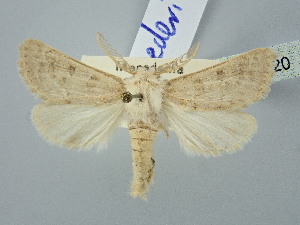  ( - BGE_ZSM_LEP_2920)  @11 [ ] by-nc-sa (2025) SNSB, Staatliche Naturwissenschaftliche Sammlungen Bayerns ZSM (SNSB, Zoologische Staatssammlung Muenchen)