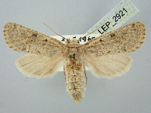  ( - BGE_ZSM_LEP_2921)  @11 [ ] by-nc-sa (2025) SNSB, Staatliche Naturwissenschaftliche Sammlungen Bayerns ZSM (SNSB, Zoologische Staatssammlung Muenchen)