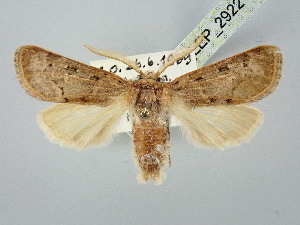  ( - BGE_ZSM_LEP_2922)  @11 [ ] by-nc-sa (2025) SNSB, Staatliche Naturwissenschaftliche Sammlungen Bayerns ZSM (SNSB, Zoologische Staatssammlung Muenchen)