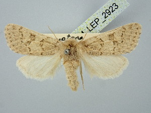  ( - BGE_ZSM_LEP_2923)  @11 [ ] by-nc-sa (2025) SNSB, Staatliche Naturwissenschaftliche Sammlungen Bayerns ZSM (SNSB, Zoologische Staatssammlung Muenchen)