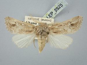 ( - BGE_ZSM_LEP_2925)  @11 [ ] by-nc-sa (2025) SNSB, Staatliche Naturwissenschaftliche Sammlungen Bayerns ZSM (SNSB, Zoologische Staatssammlung Muenchen)