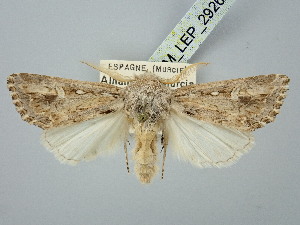  ( - BGE_ZSM_LEP_2926)  @11 [ ] by-nc-sa (2025) SNSB, Staatliche Naturwissenschaftliche Sammlungen Bayerns ZSM (SNSB, Zoologische Staatssammlung Muenchen)
