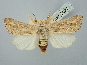  ( - BGE_ZSM_LEP_2927)  @11 [ ] by-nc-sa (2025) SNSB, Staatliche Naturwissenschaftliche Sammlungen Bayerns ZSM (SNSB, Zoologische Staatssammlung Muenchen)